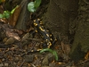 Salamandra