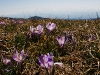 Szafran Spiski - w tle Tatry