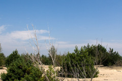 Pustynia Błedowska - 15 VIII 2008