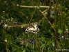 Paź królowej (Papilio machaon)