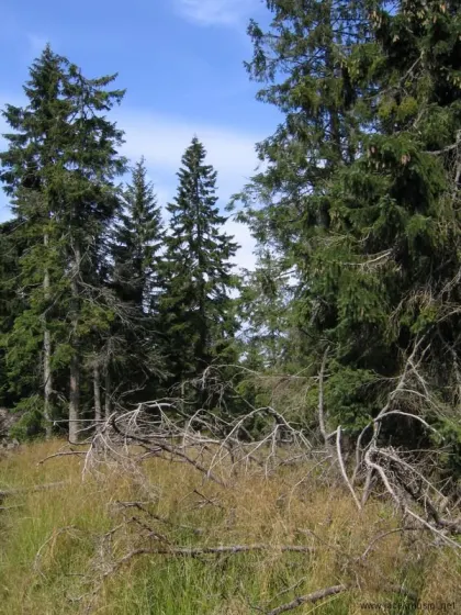 Hala Miziowa – Pilsko – Hala Rysianka, zdjęcie 31