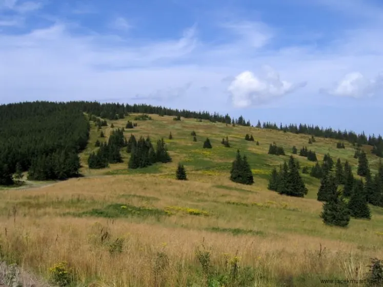 Hala Miziowa – Pilsko – Hala Rysianka, zdjęcie 33