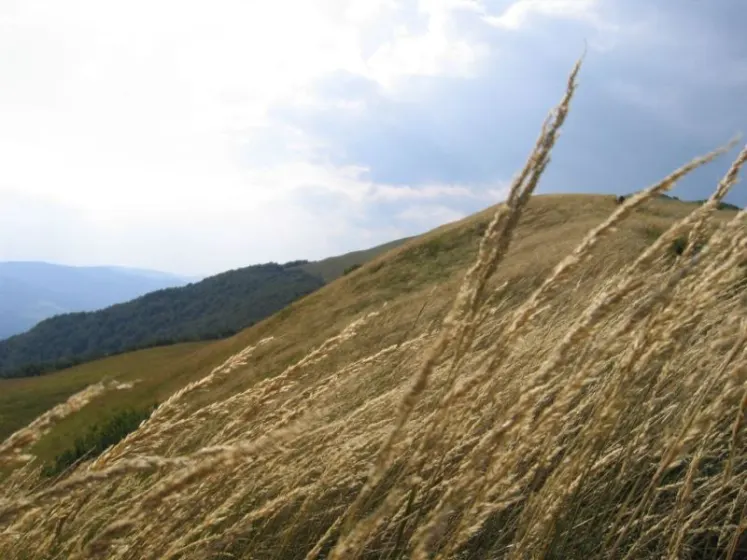 Bieszczady 2007 – Smerek – 28 07 2007, zdjęcie 21