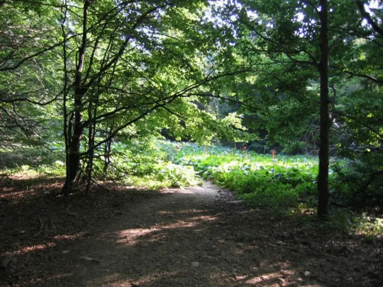 Bieszczady 2007 – Smerek – 28 07 2007, zdjęcie 65