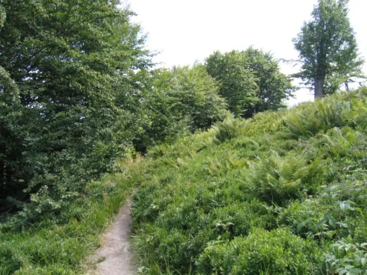 Bieszczady 2007 – Rabia Skała – Kremenaros – Wlk. i Mł. Rawka – 29 07 2007, zdjęcie 9