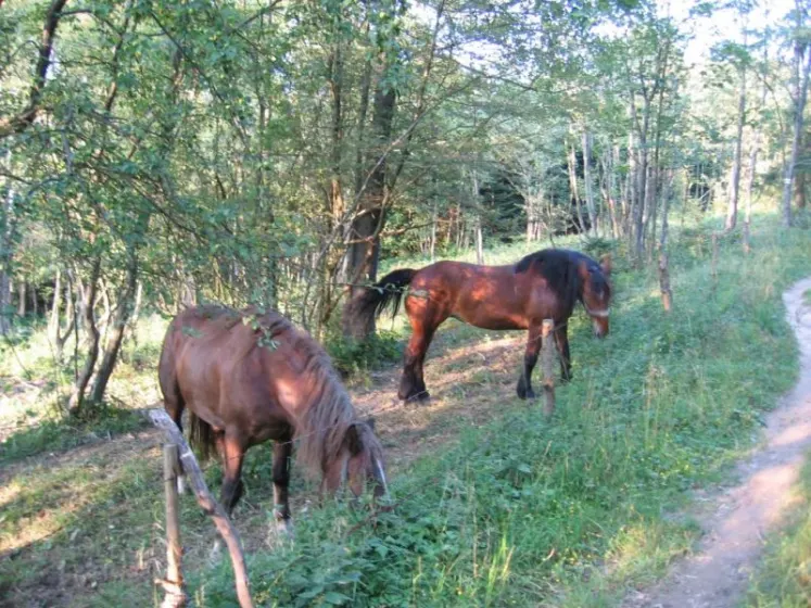 Bieszczady 2007 – Rabia Skała – Kremenaros – Wlk. i Mł. Rawka – 29 07 2007, zdjęcie 108