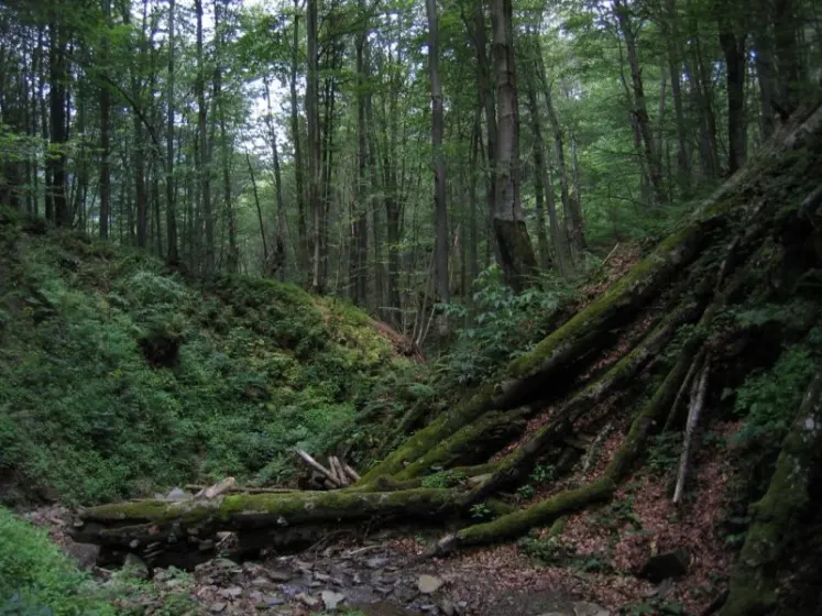 Bieszczady 2007 – Ustrzyki G. – Połonina Caryńska – Połonina Wetlińska – 30 07 2007, zdjęcie 65