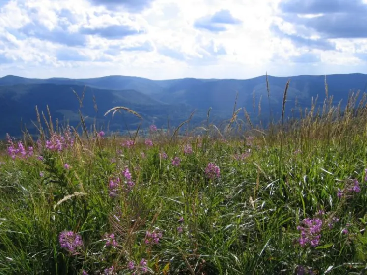 Bieszczady 2007 – Ustrzyki G. – Połonina Caryńska – Połonina Wetlińska – 30 07 2007, zdjęcie 133
