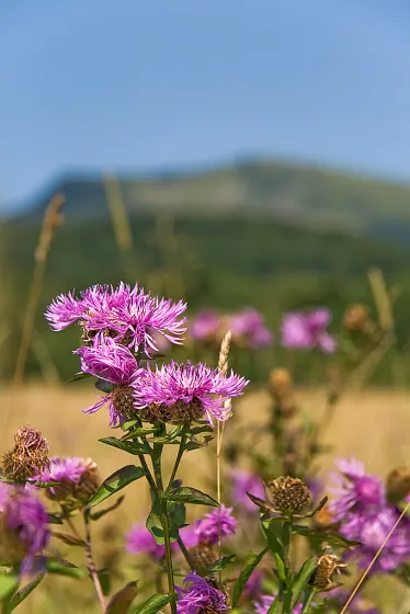 Bieszczady 2008, zdjęcie 69