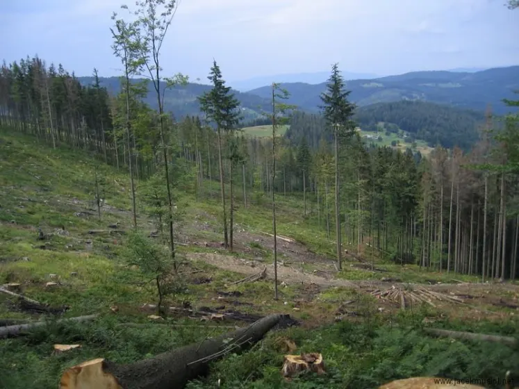 Hala Miziowa – Pilsko – Hala Rysianka, zdjęcie 45